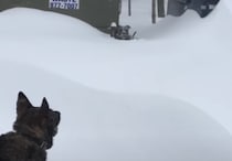 深い雪で動けなくなった仲間を、助けに行ったシェパードがカッコいい！