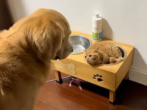 「なぜそんなところに!」愛犬のフードボウルを占領したのはまさかの猫さん