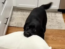 「おはよう！」を枕で表現？ 朝から全力ハッピーなラブラドールさんに元気もらえる