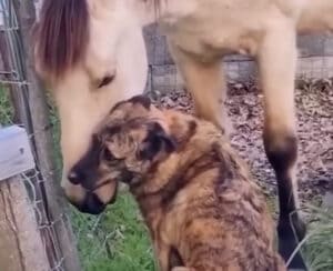 困ったときは親友に相談するのが一番! とっても仲良しな犬と馬さん