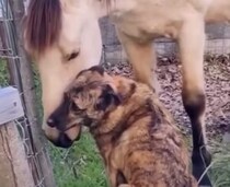 困ったときは親友に相談するのが一番！ とっても仲良しな犬と馬さん