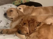 ちょっと狭いけど満足なのだ♡ 川の字で寝るゴールデンレトリバーたち