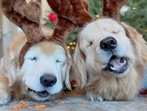 トナカイになりきった犬さんたち、おやつもトナカイ風に食べてみた！