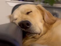 週末の自分を見ているみたい？ 会社員のようにぐったり眠る犬さん