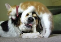 犬「今、おやつタイムだから！」子猫にからまれても骨を諦めない