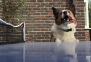 卓球勝負を見守る犬、動きが面白すぎて集中できない!