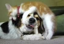 犬「今、おやつタイムだから！」子猫にからまれても骨を諦めない