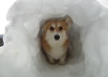 コーギーサイズの雪のトンネルを作ったよ！トコトコ歩く可愛いワンコ。