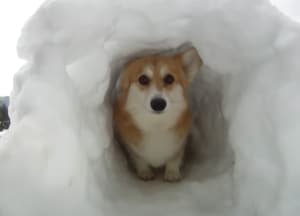 コーギーサイズの雪のトンネルを作ったよ!トコトコ歩く可愛いワンコ。