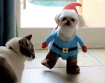 犬「え？似合ってない？」コスプレ姿をみんなに笑われたショックで…