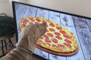 犬「このピザ味がしないよ?」食べようとしているのはテレビの画面に映った…