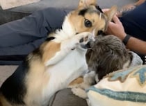 ナデナデ… 体調が悪い友達を励ましてあげる優しいコーギー犬。