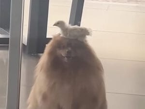 庭で遊んでいた犬、新しい友達を連れて戻ってきた!