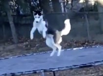 こっそり朝活！ 誰もいないうちにジャンプ練習をしている犬さん。