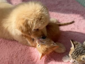 ほんの少し大きな先輩! 退屈な子猫を放っておけない優しすぎる子犬さん