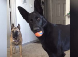 犬「誰かが、泣いている!」子どもの泣き声に驚いて固まるシェパード。