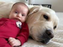 「これ以上ない最高のベッド見つけた！」ふわふわ犬さんのぬくもりがたまらない！