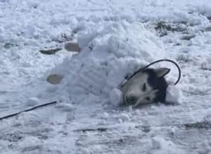 寒さに強い犬種とはいえ… 雪の中で寝るなー!!