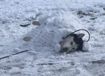 寒さに強い犬種とはいえ… 雪の中で寝るなー！！