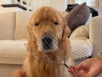 気持ちいい？ それとも微妙？ 頭マッサージを試した犬さん、反応が絶妙すぎて判断不能