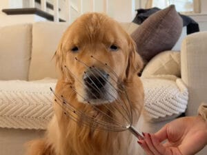 気持ちいい？ それとも微妙？ 頭マッサージを試した犬さん、反応が絶妙すぎて判断不能