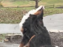 反応が無邪気でかわいすぎ！ 空を見上げて雨を噛もうとする子犬