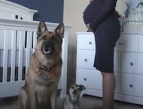 愛犬も一緒に♡ 妊娠から出産までのタイムラプスが素敵すぎる！