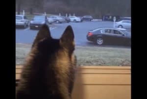 感情が思いっきり尻尾に出てる犬！ お友達が帰るのを見送っていると…