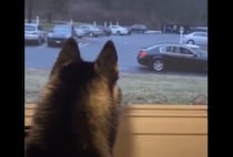 感情が思いっきり尻尾に出てる犬！ お友達が帰るのを見送っていると…