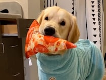 「これなら見てくれる？」かまってほしくて色々な物を持ってくる犬さんの健気な作戦