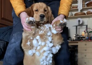 冬を楽しんでいる犬さん、雪遊びしてたら雪玉がこんなに！