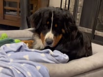 飼い主でもダメなものはダメ、自分の持ち物に厳しい犬さんのこだわり