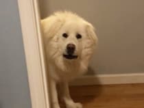 みーつけた♡ 愛犬とかくれんぼしたら、探し方が可愛すぎた！