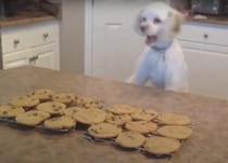 「ねぇ、これって何の匂い！？」クッキーを近くで見たくて頑張る犬さん