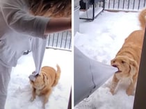 犬「外で遊ぼうよぉ〜！」ぐいぐい引っ張るけど、寒いからちょっと待ってくれ