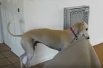 どこで寝よっかな？マイベッドを持って移動するワンコ