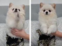 えっ！本当に自分で踊っているの？ キュートなダンスを見せてくれる犬さん