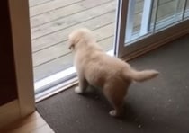 初めて家の外に出てみる子犬、なかなか勇気が出なくって…