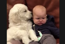 しつこいよぉ〜！子犬にキスされ続ける赤ちゃん