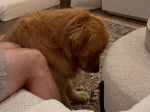 夜になると急に元気ゼロ？ 世界一かわいそうな顔で毎晩しょんぼり演技…