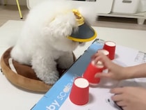 目にも止まらぬシャッフルでも即正解！ ゲームで本気を出した犬さんがすごかった