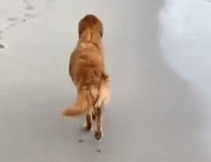 お美しい♡ 砂浜を歩く犬さんがモデルみたい！