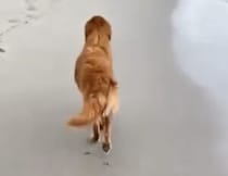 お美しい♡ 砂浜を歩く犬さんがモデルみたい！