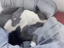 犬「起きたくよぉ」飼い主のベッドが気に入りすぎて寝たふり！