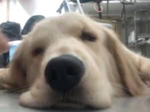 ほっぺを持ち上げてもぺったん。床に張りつく大型犬が可愛すぎる