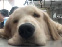 ほっぺを持ち上げてもぺったん。床に張りつく大型犬が可愛すぎる