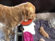 ママ犬「子どもたちー！ 早く遊ぼう！」 産んだばかりの子犬と遊ぶ気満々