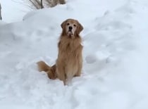 「プールが恋しいなぁ…」切ない表情の犬さんに最高のプレゼント！