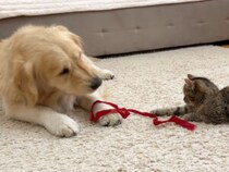奪い合いなのに楽しそう！ 犬と猫が赤いリボンで大盛り上がり