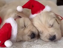 クリスマス前夜！ 準備万端だけど、すぐに寝ちゃうサンタ子犬